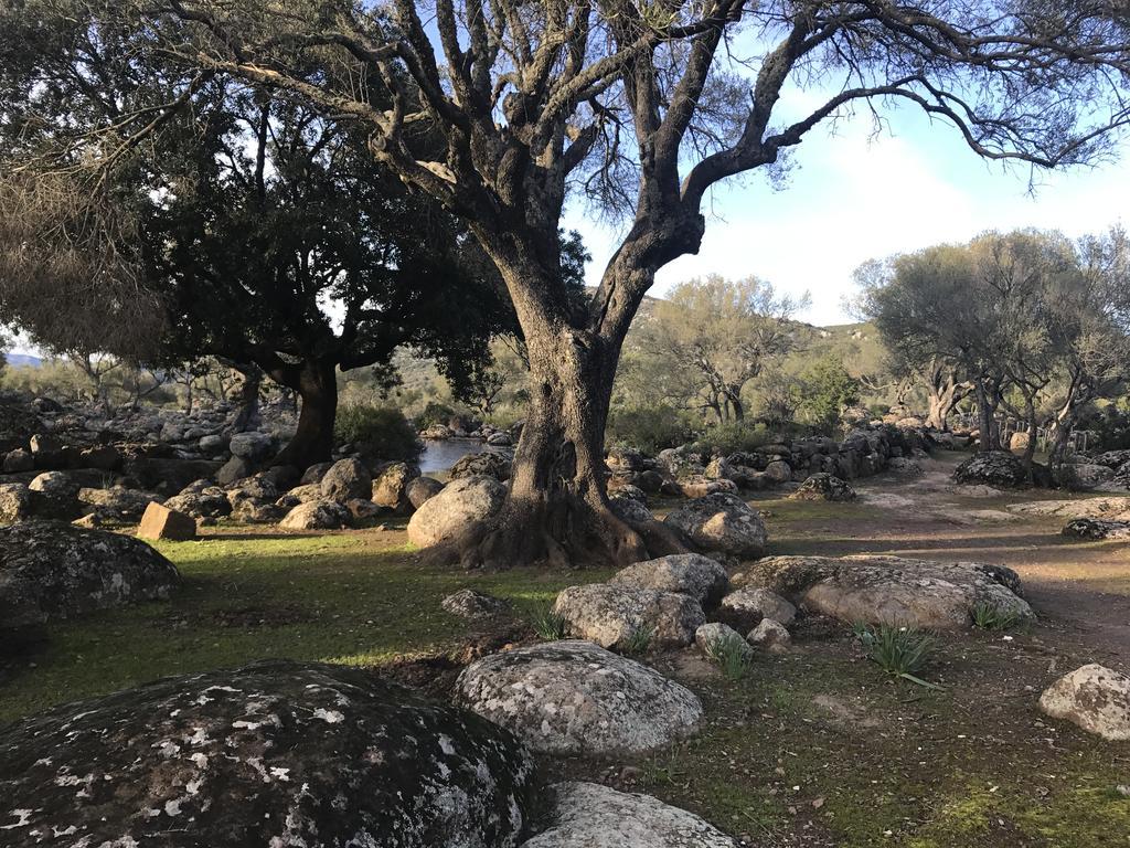 B&B Elianto Santa Maria Navarrese Εξωτερικό φωτογραφία